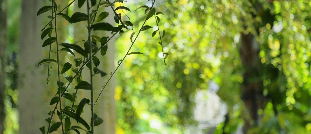 psicologia pordenone